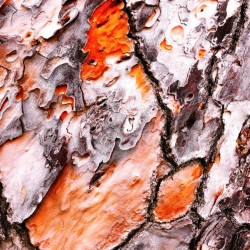 Pine Tree Bark 2